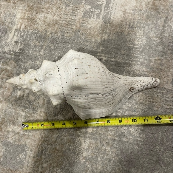 Giant Florida Horse Conch Sea Shell 13-13.5” Collectible - Triplofusus Giganteus - Picture 4 of 6